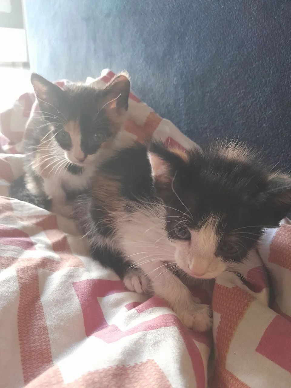 Gatinhos achados no terminal livramento faço entrega para teresina,Timom e altos - Foto 3