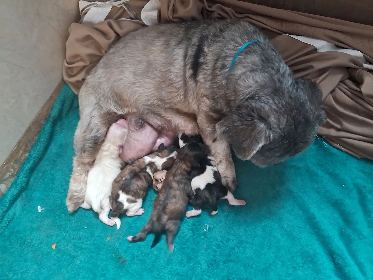 Filhotes de shih tzu