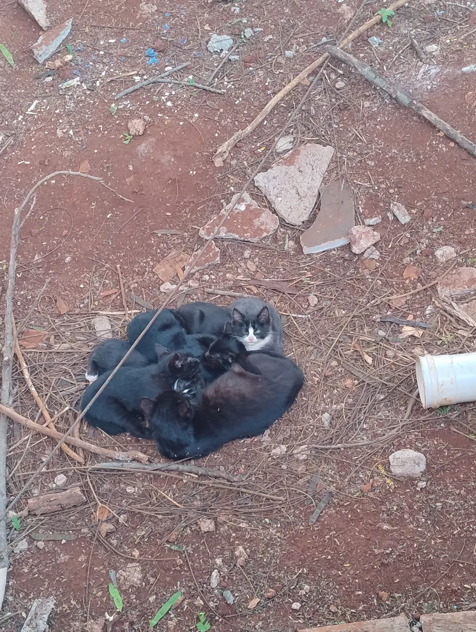 Gatinhos para Adoção - Filhotes Lindos e Carinhosos!