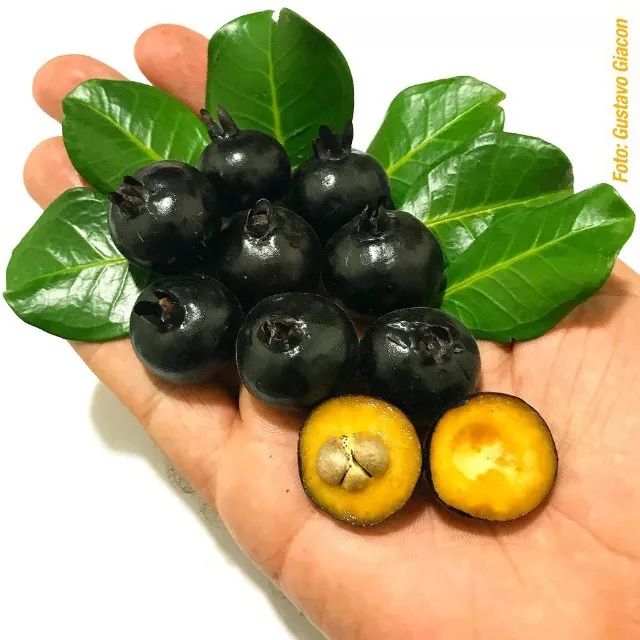 Mudas de Grumixama Anã (Eugenia itaguahiensis) - Foto 2