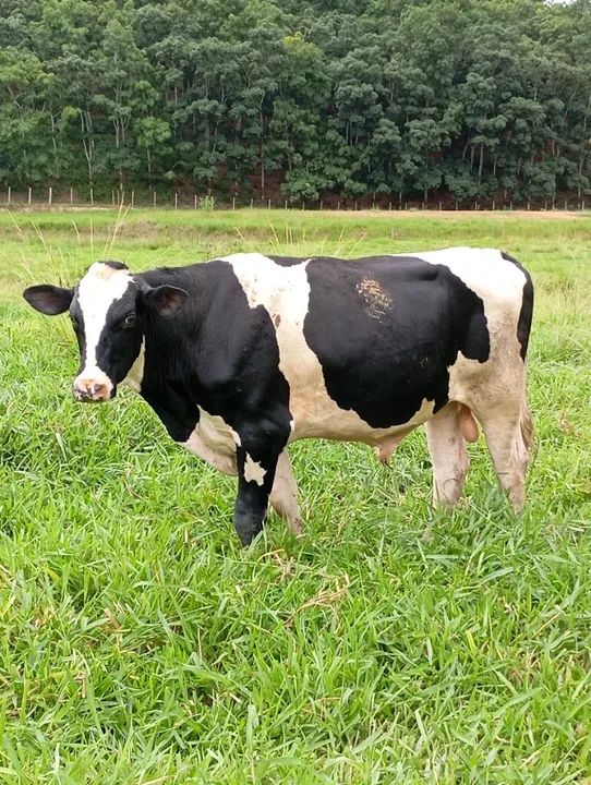 Boi Holandês Registrado 