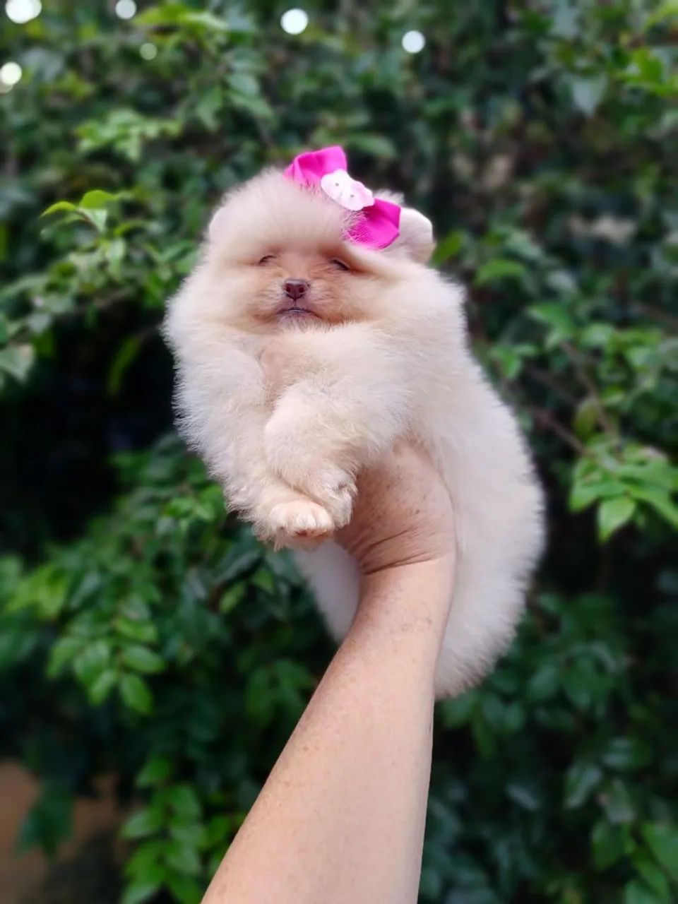 Spitz alemão 