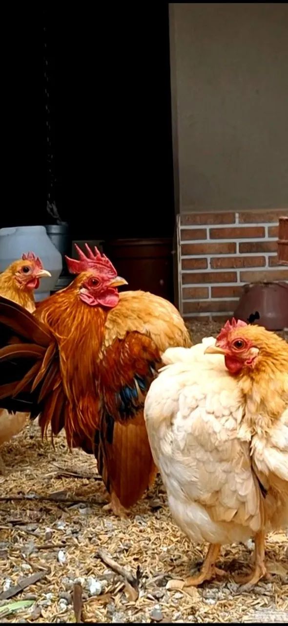 Plantel completo: um galo e seis galinhas da raça serama