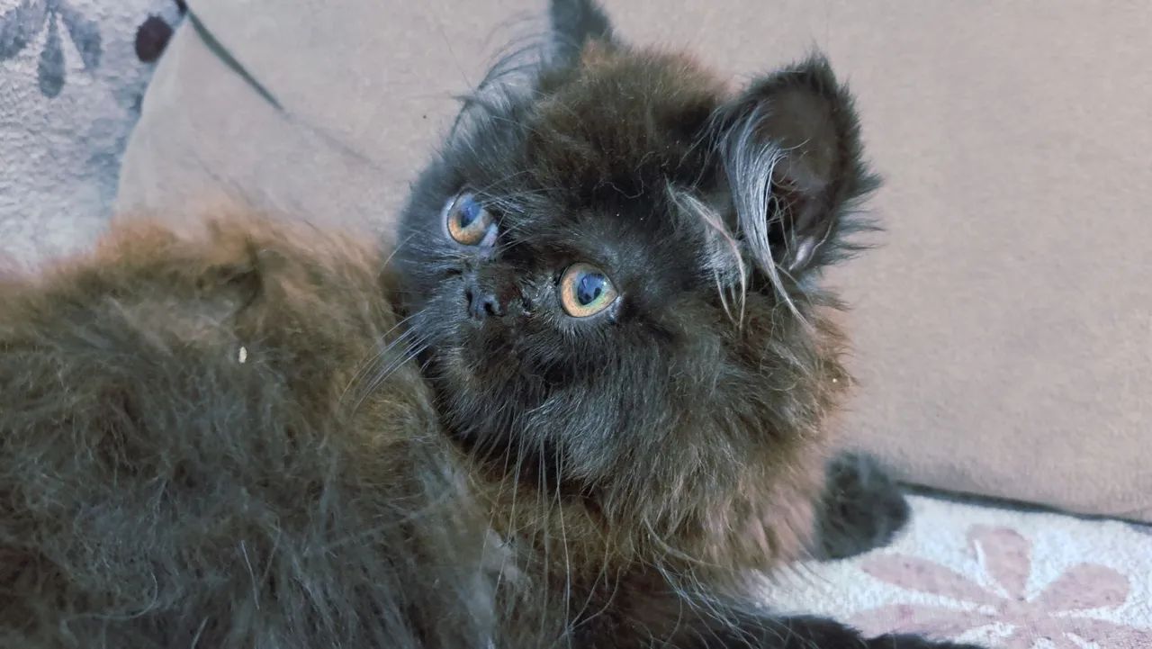 Black Persian cat64313863515011120