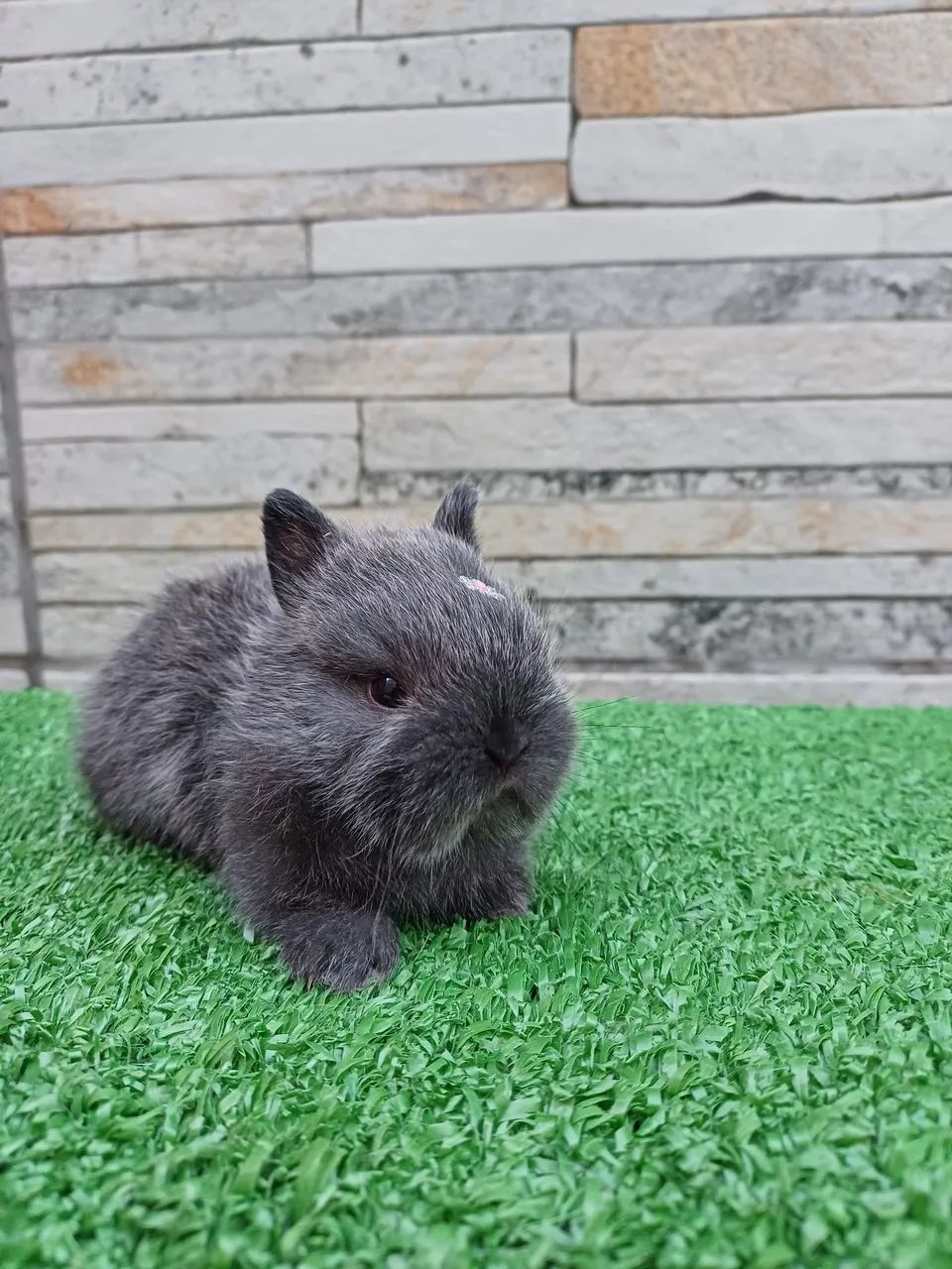 Coelho anão Raça Netherland Dwarf  - Foto 3