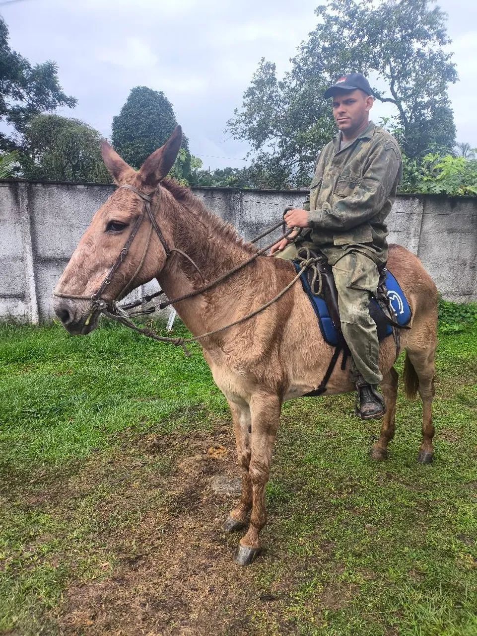 Mula para trabalho ou lazer - Foto 3