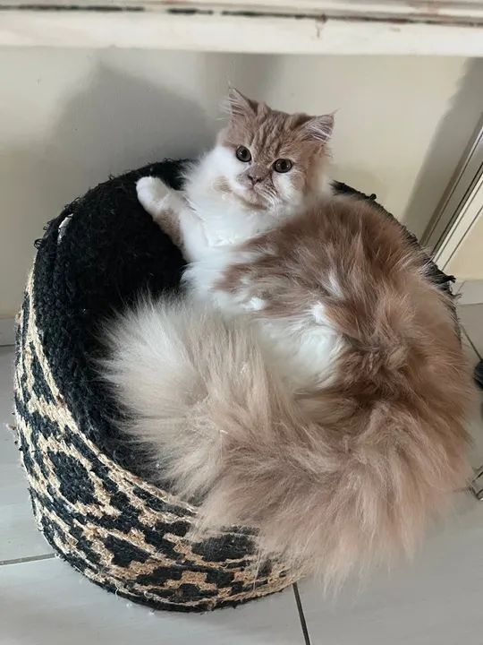 Gatinha persa - Foto 6