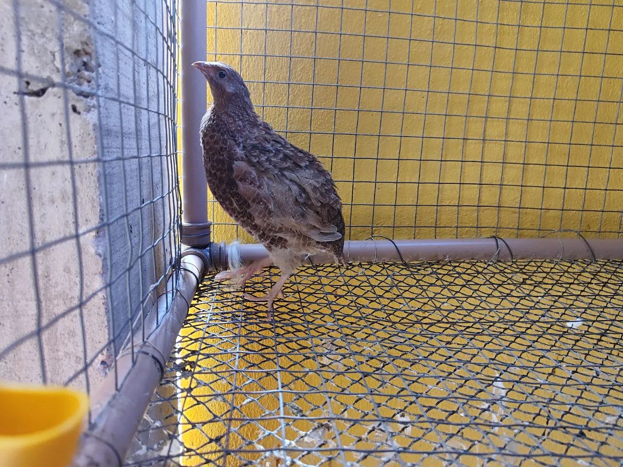 Codornas gigantes  - Foto 2