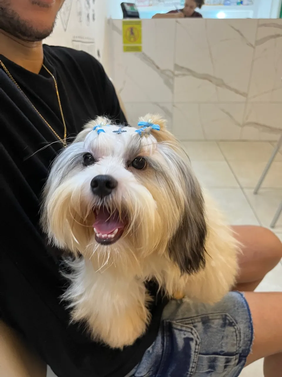 Shih Tzu Macho