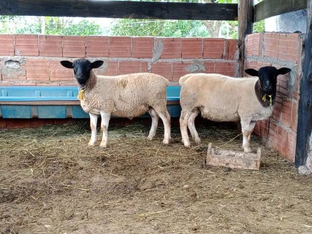 Ovelhas Dorper 7 Meses P.O. Prontas para Seu Rebanho Excelente Genética - Foto 2