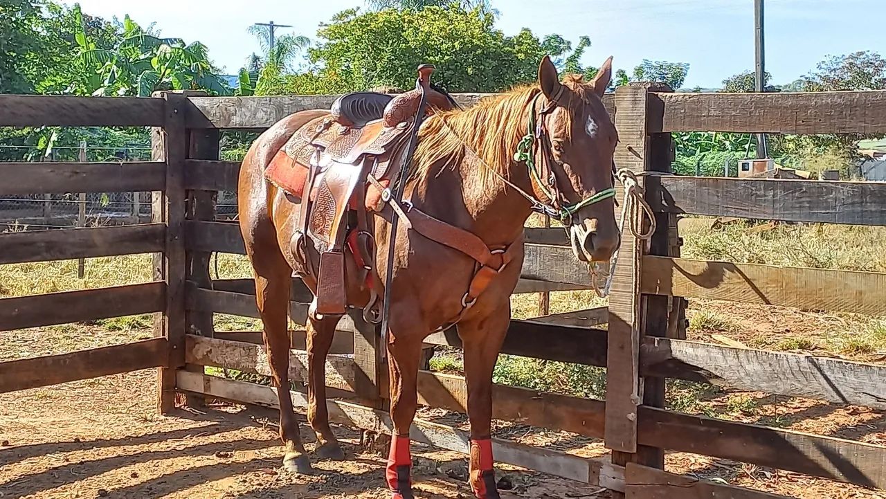 Égua para venda - Foto 3