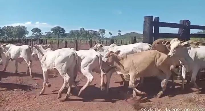 Vendo lote de 170 cabeça de garrote 