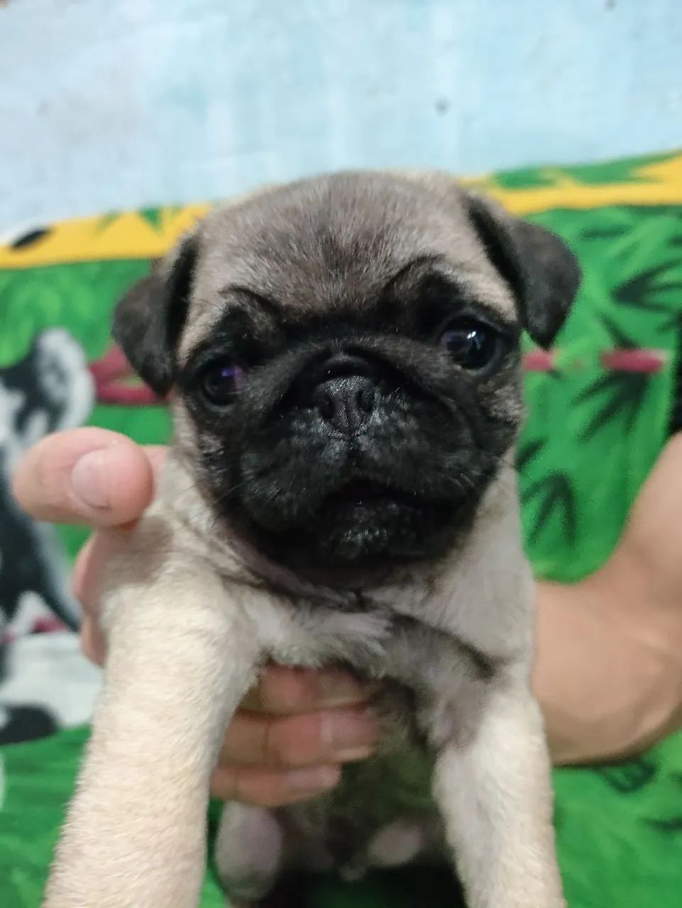 Filhote de Pug adorável