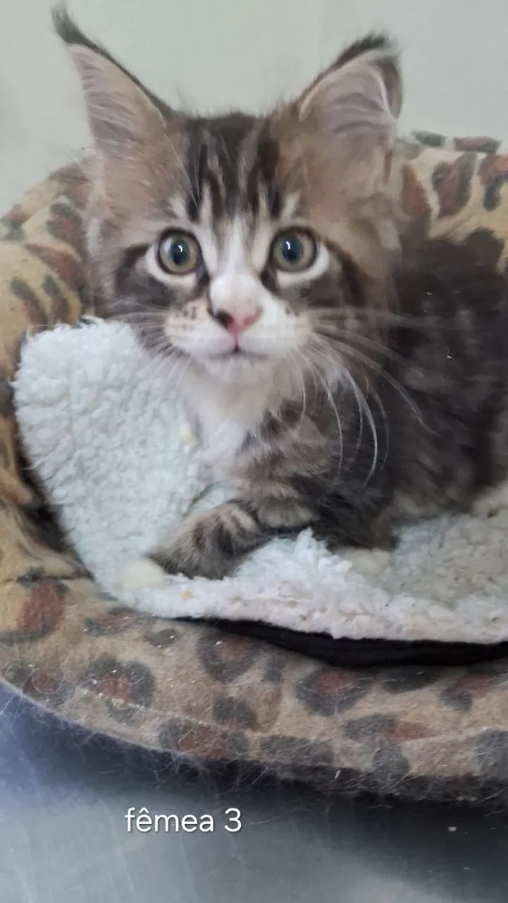 Maine Coon, lindos filhotes disponíveis 