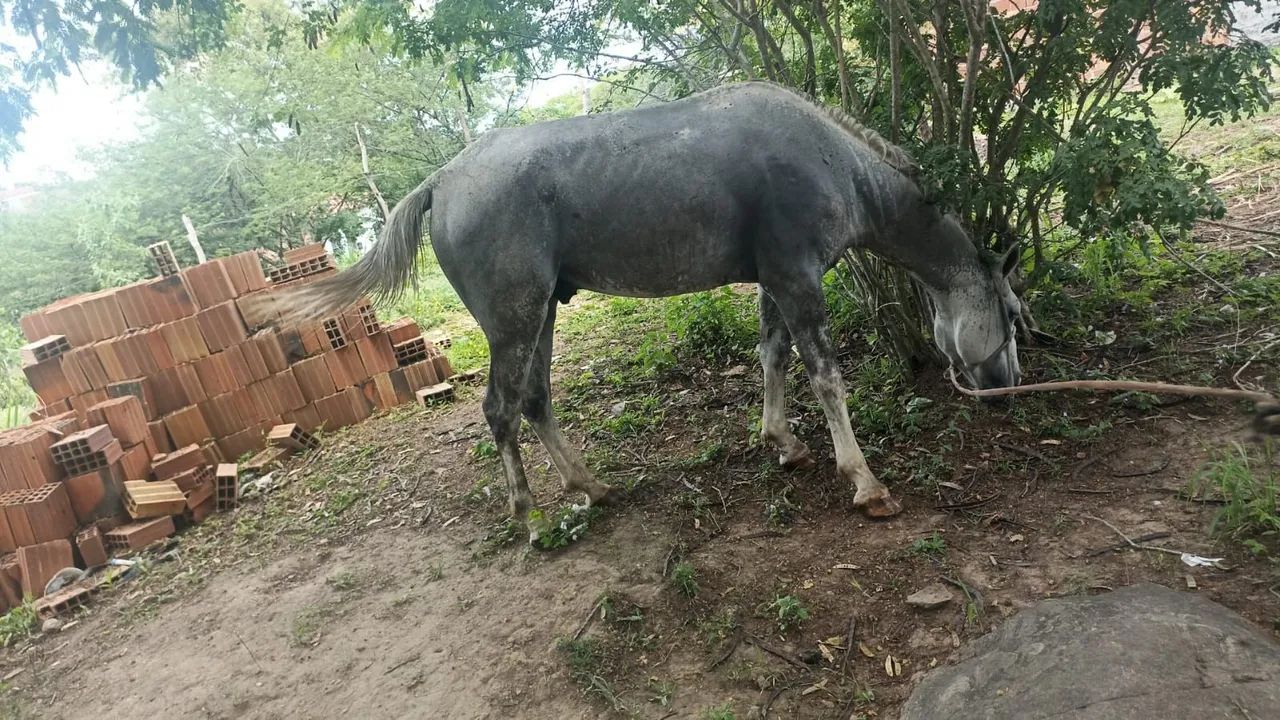 Cavalo inteiro  - Foto 3