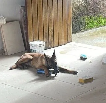 Cachorro Adorável para Adoção - 5 meses