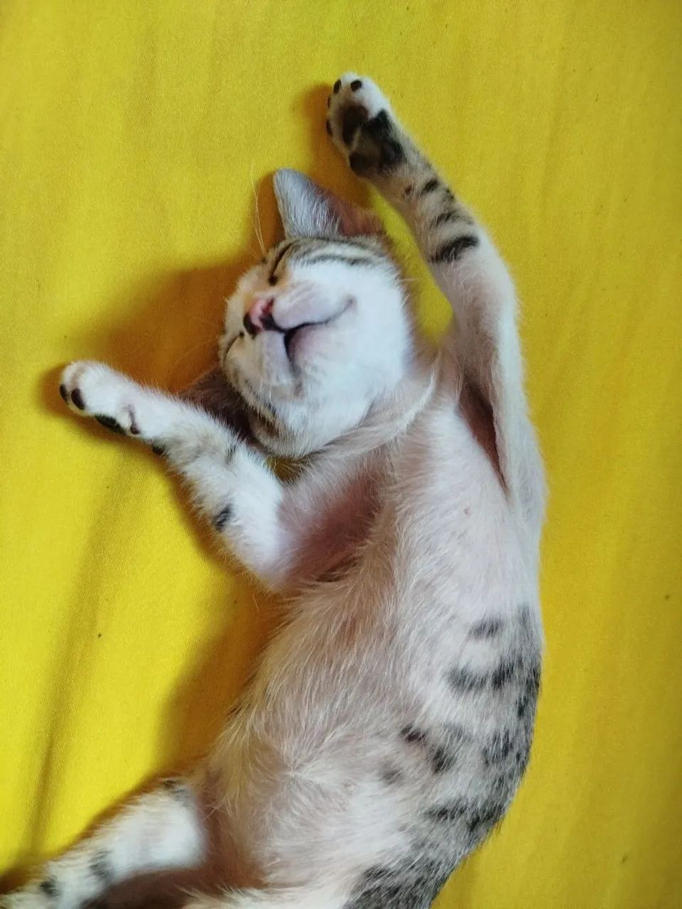 Gatinha tricolor disponível para adoção - Foto 4
