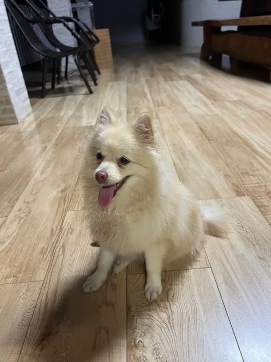 Spitz Alemão - Luluzinha Fêmea - Pedigree R$2.8000