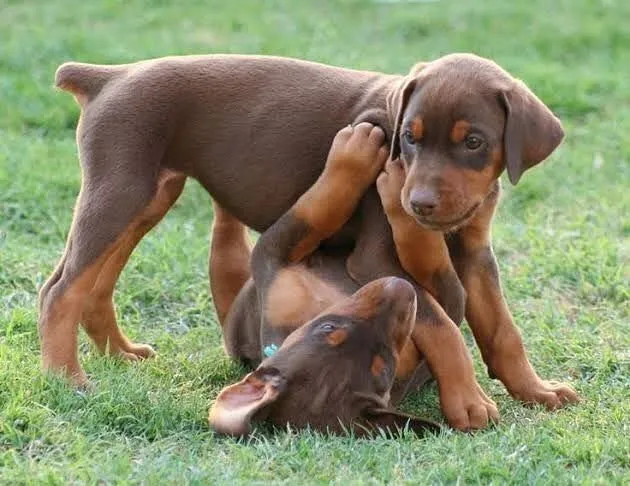 Filhotes Doberman