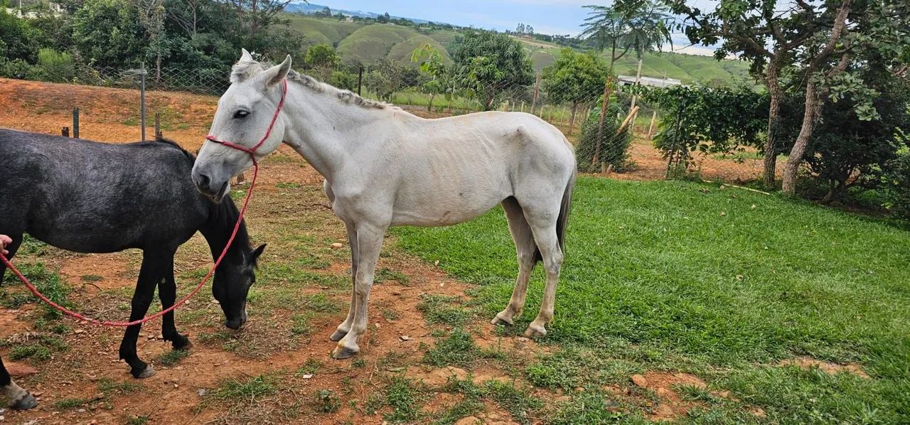 ÉGUA MANGALARGA  - Foto 5