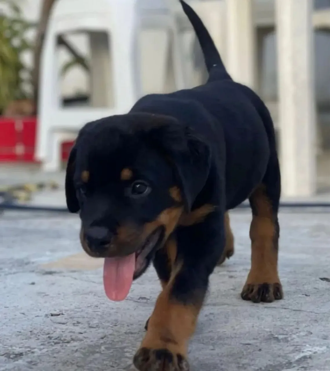 Filhote de Rottweiler fêmea