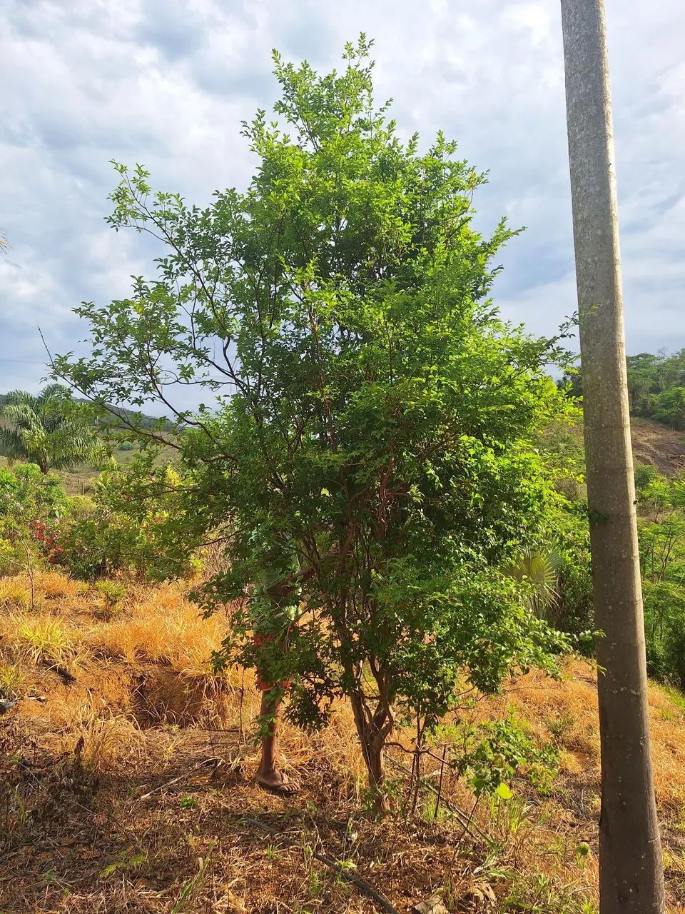 Mudas de jabuticaba com mais de 10 anos - Foto 3