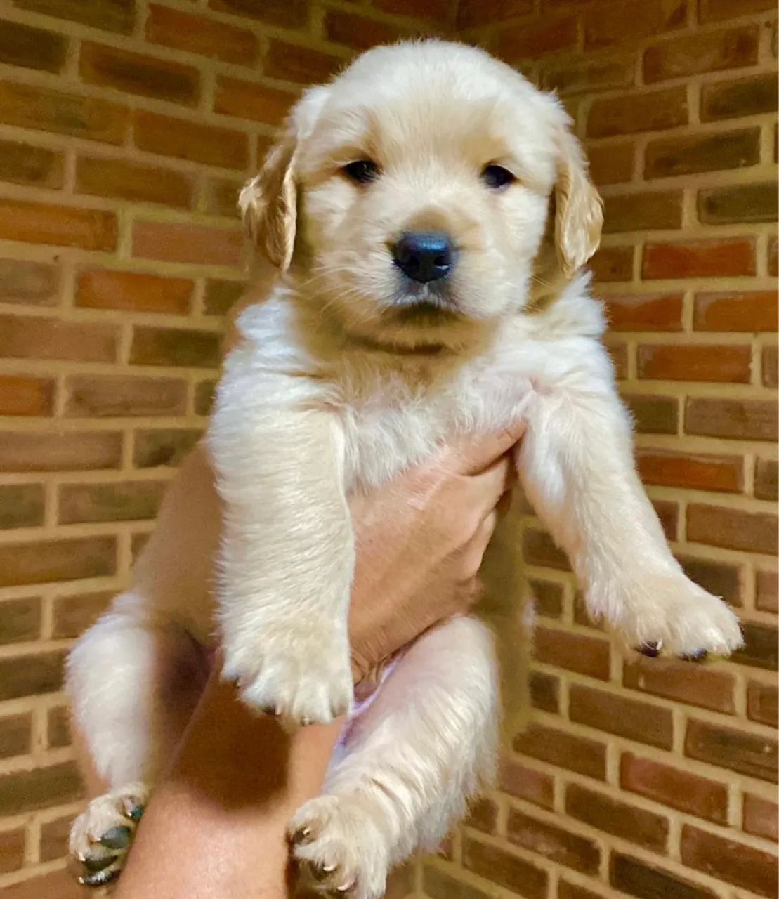 Golden retriever 