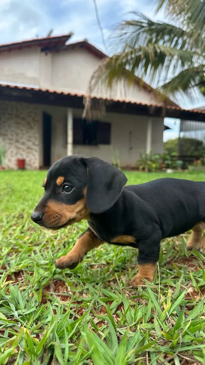 Dachshund/salsicha - Foto 2