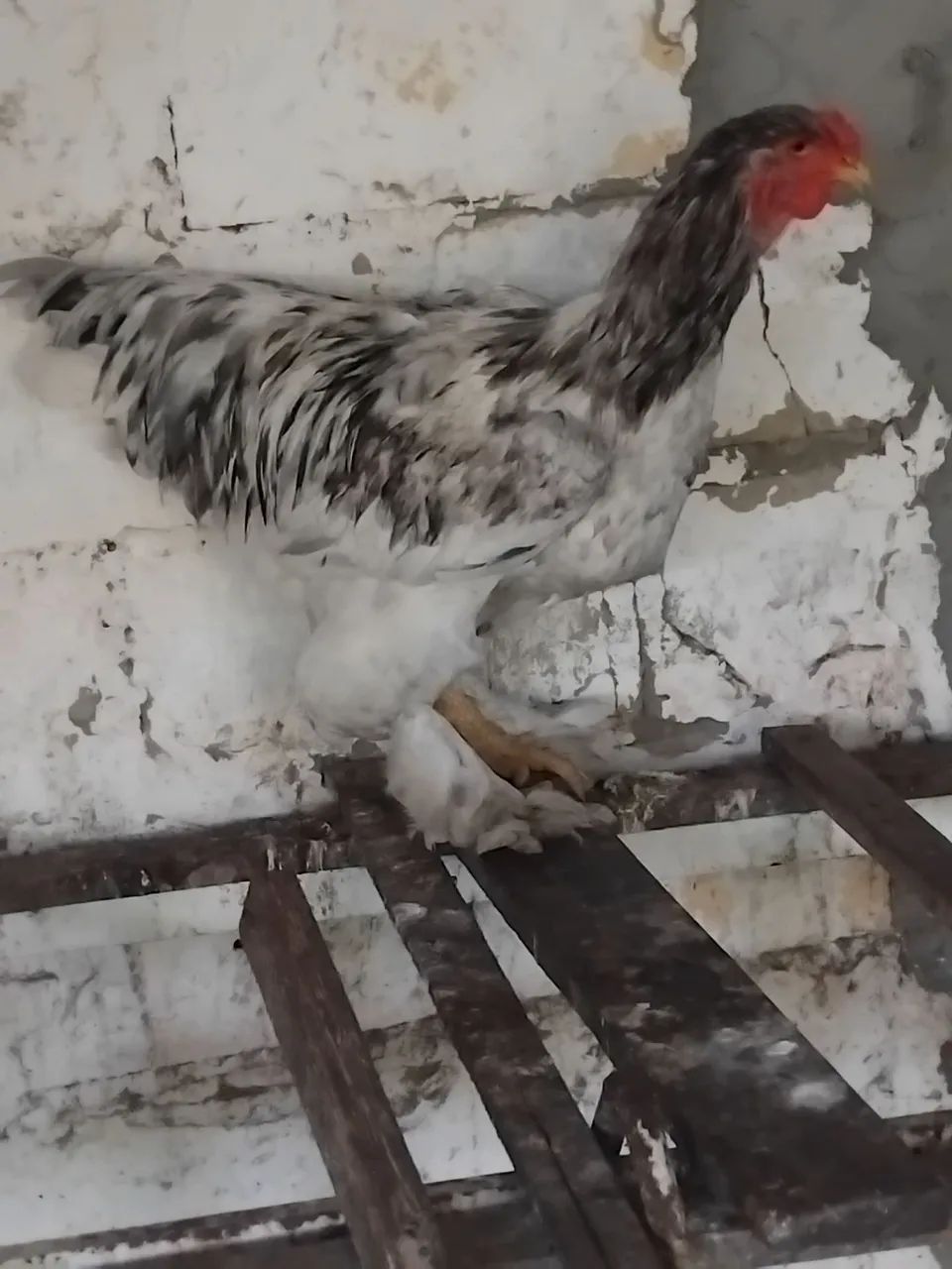 Vende-se um frango ornamental - Foto 4