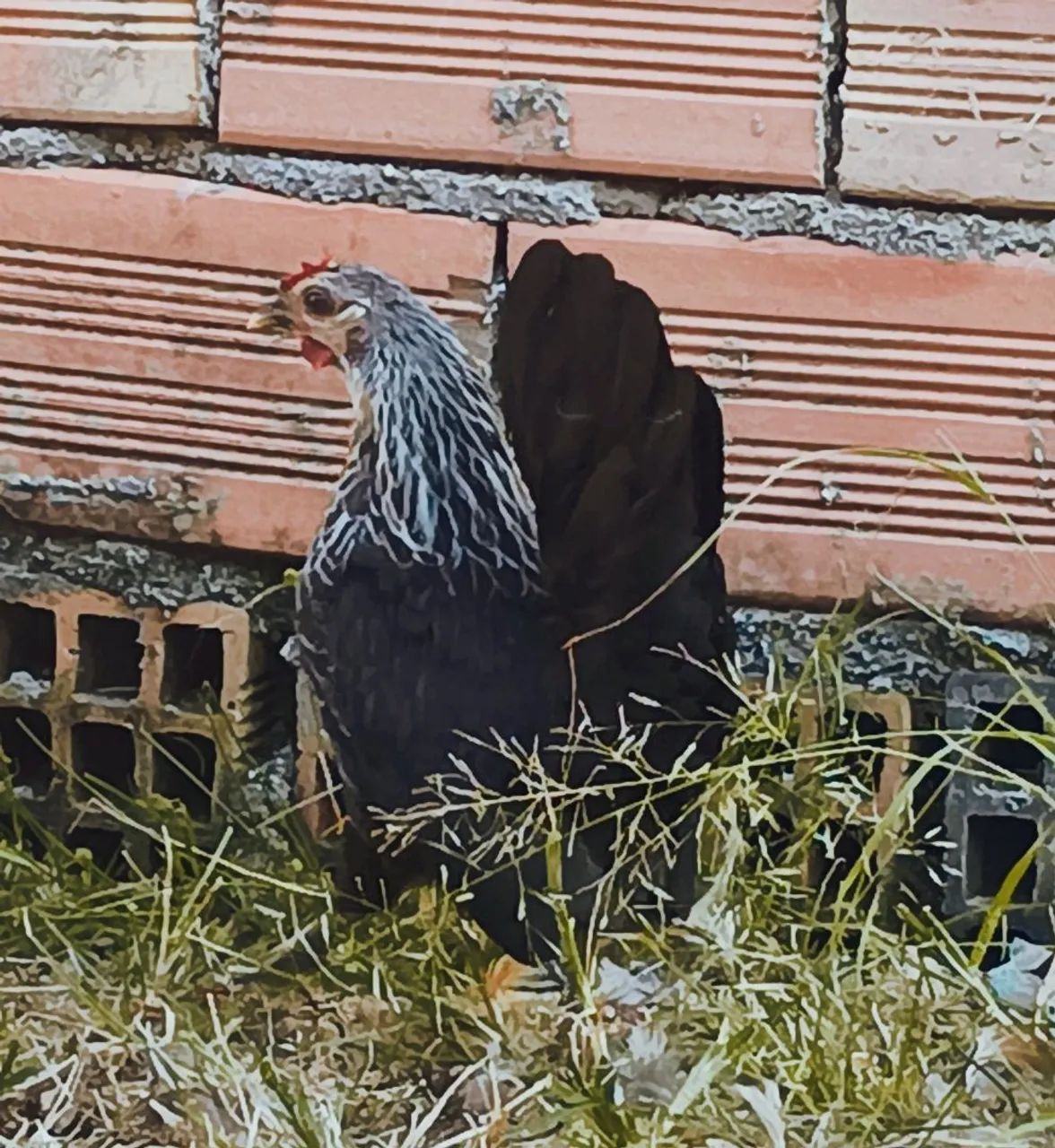 Mini garnisé,galise,seramaxnagazaki.. - Foto 5
