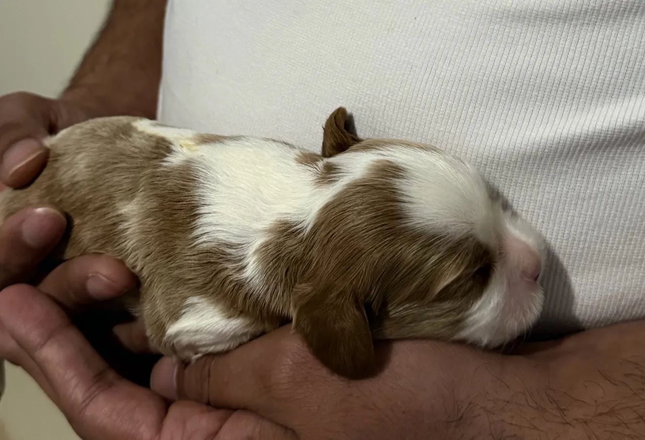 Machinho de Cavalier King  Macho - Foto 2