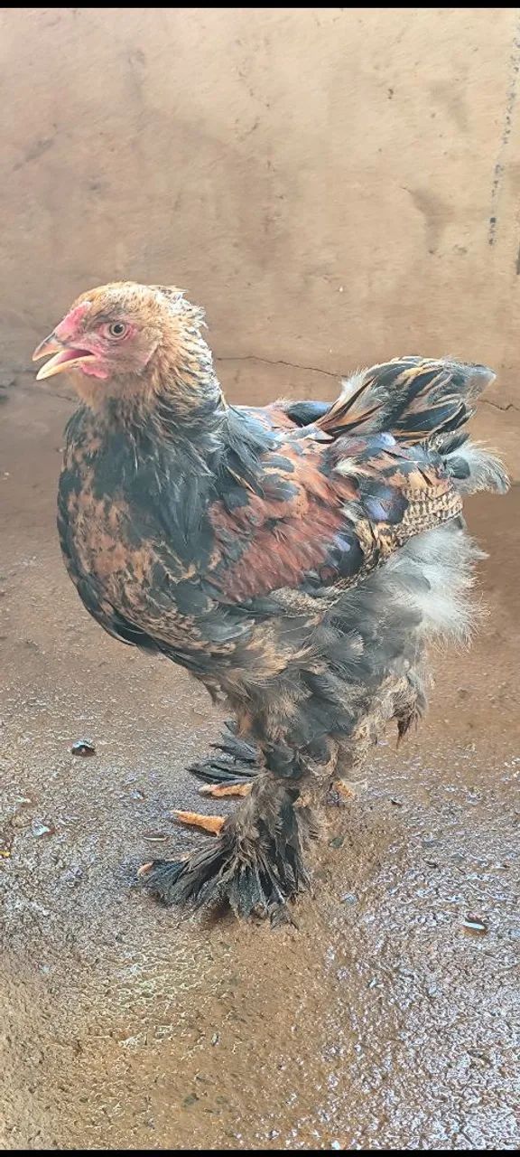 2 franguinhos brahma - Foto 2