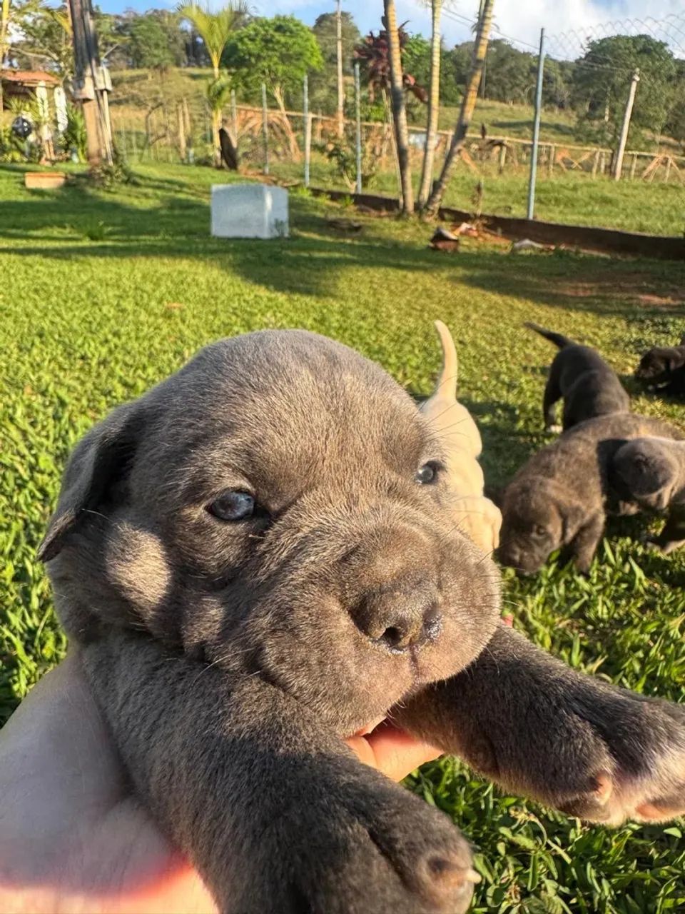 Filhotes de Cane Corso com pedigree - Foto 5