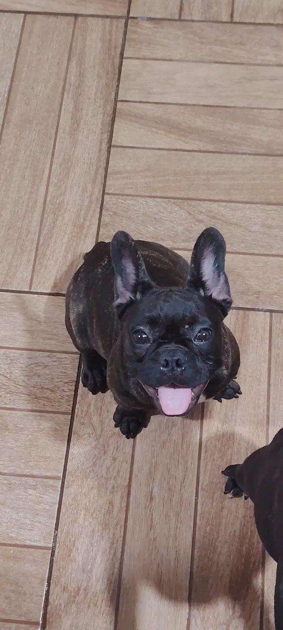 Bulldog Francês para reprodução - Foto 3