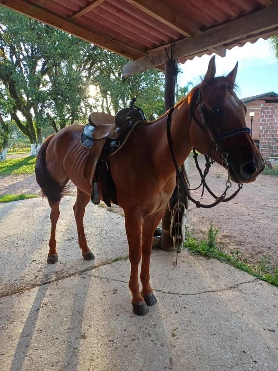 QM Macho Castrado 6 anos - Foto 3