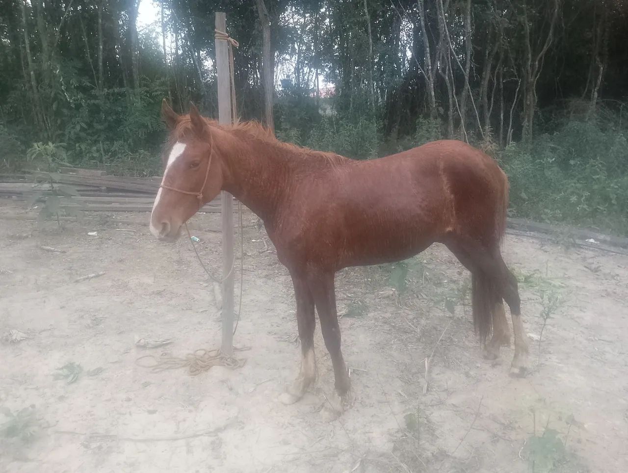Potro  sem registro  - Foto 4
