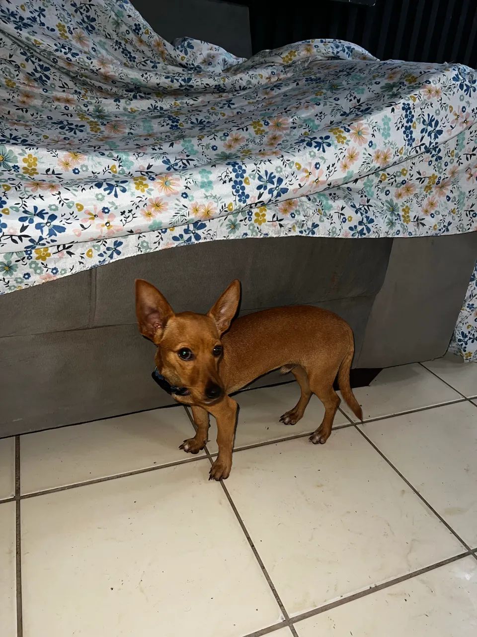 Vende-se pinscher - Foto 2