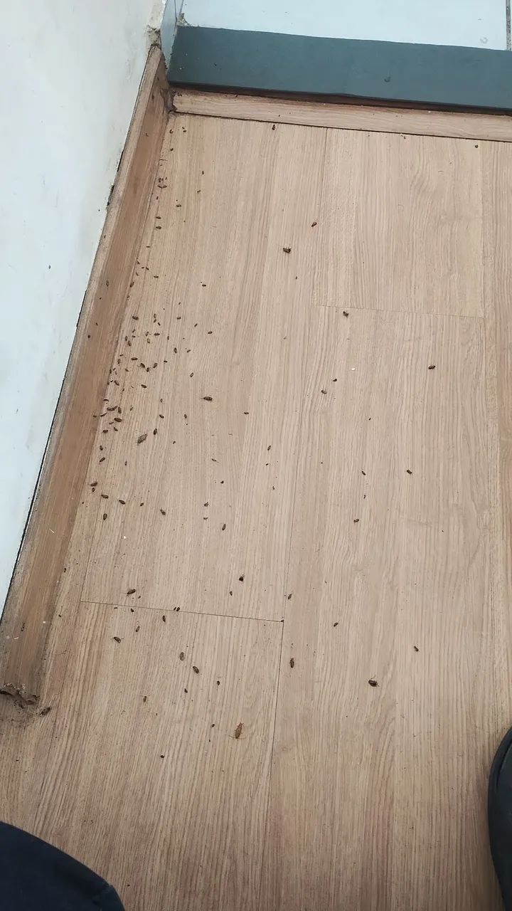 Dedetização  - Foto 3
