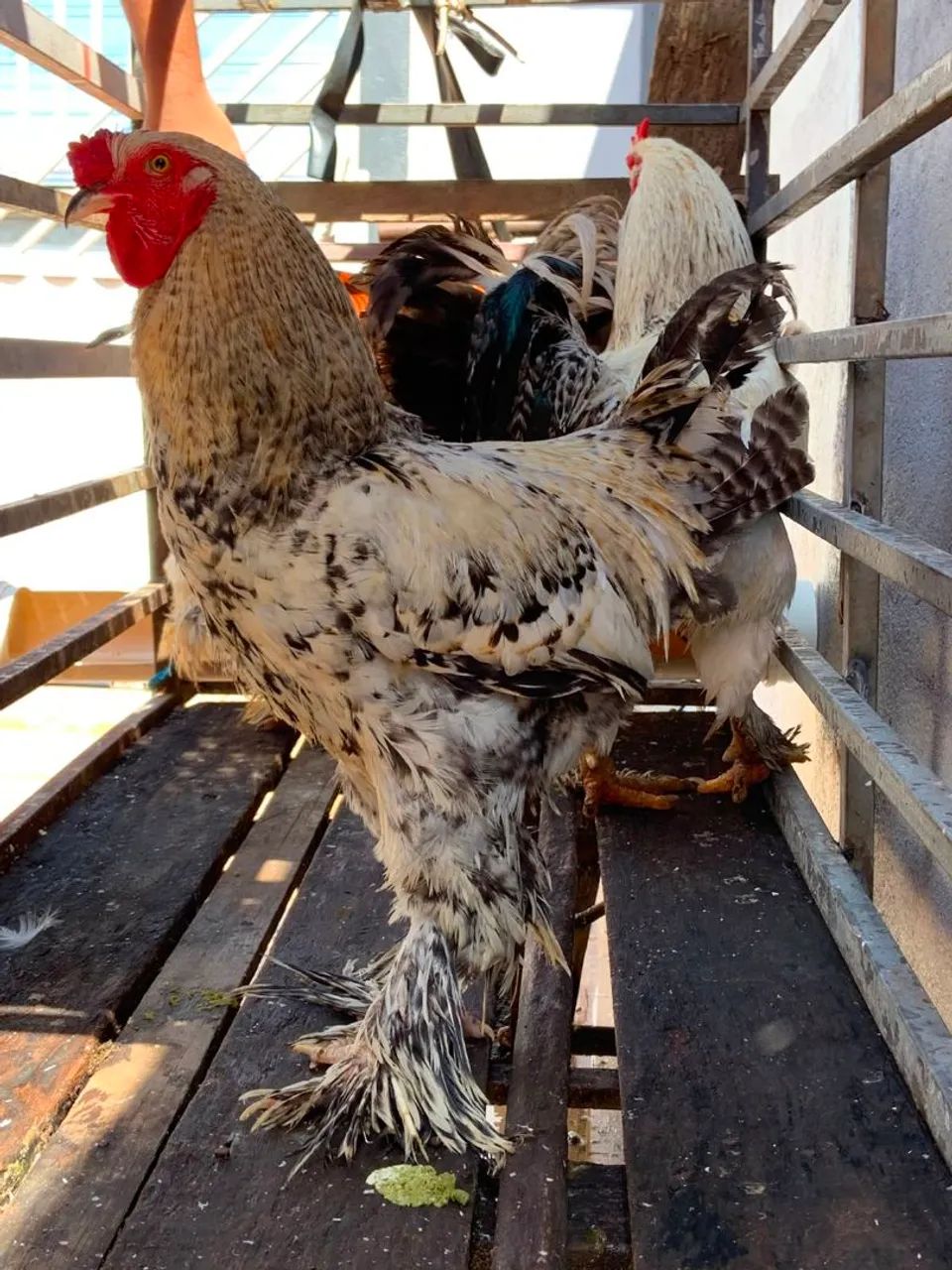Galos brahma - Foto 4
