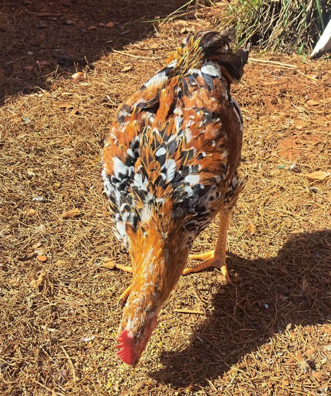 Frango balão  - Foto 3