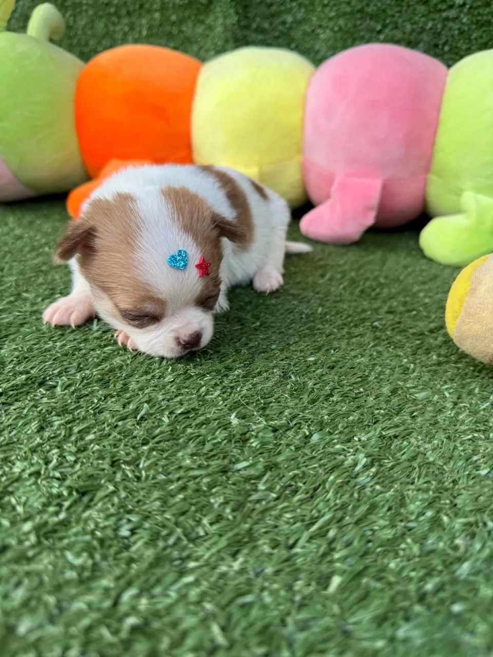 Chihuahua micro - Foto 3
