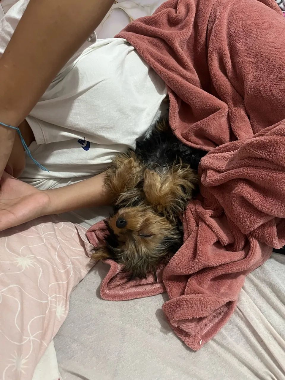 Yorkshire Terrier valor valor 1000,00 - Foto 3