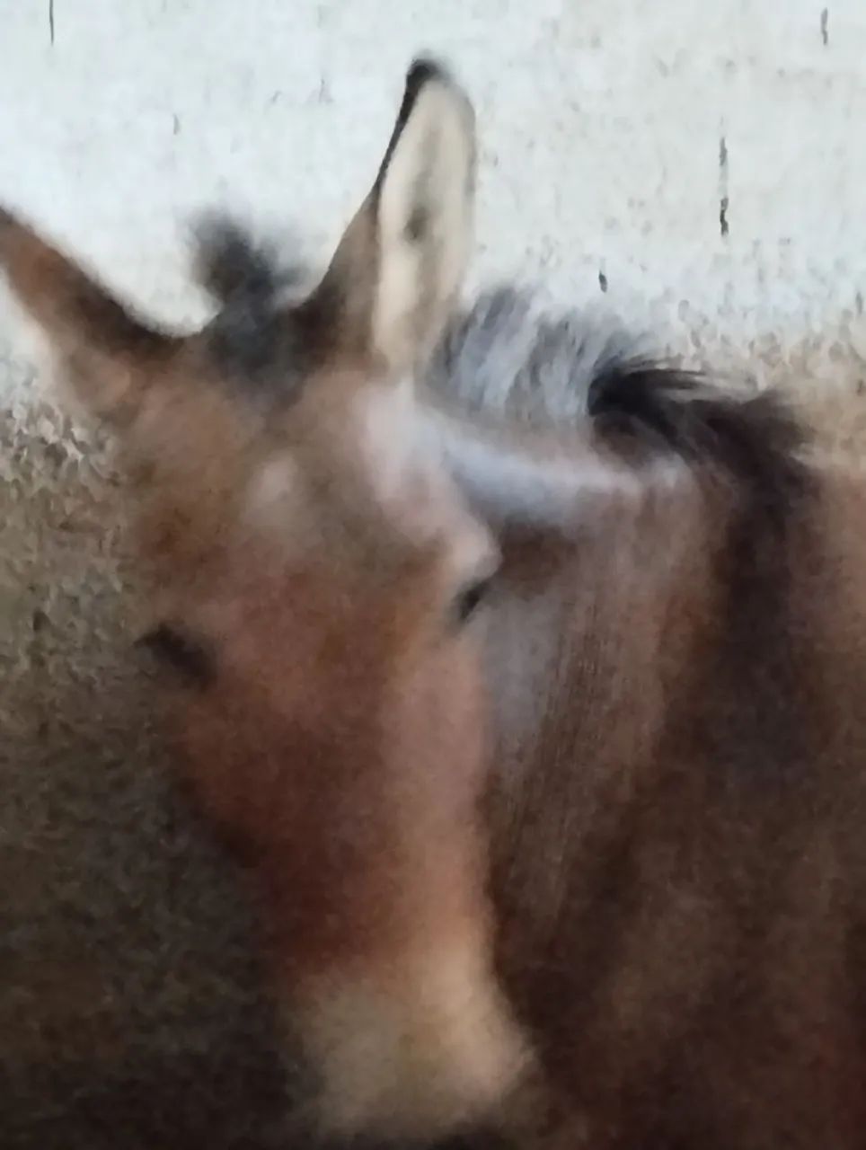 Animal  - Foto 4