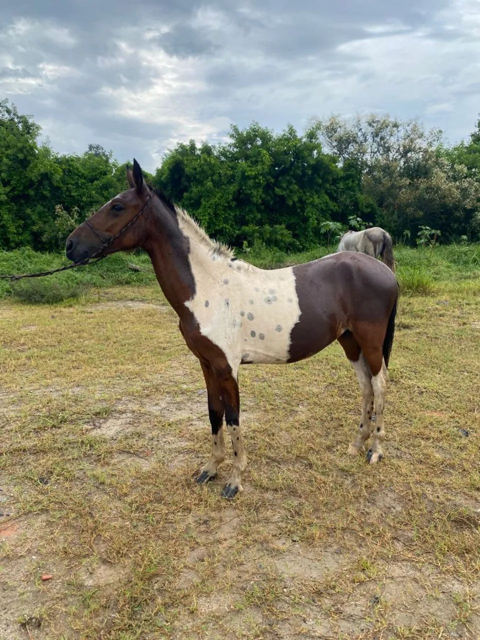 Pacote 4 em 1 - Foto 5