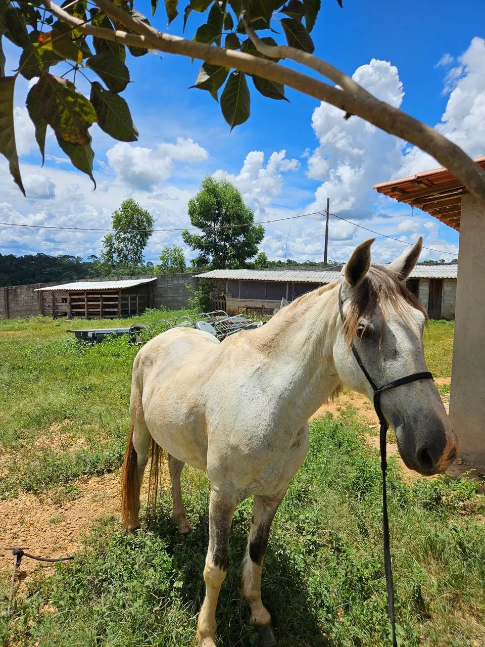 Cavalo mangolina pampa de baio - Foto 3