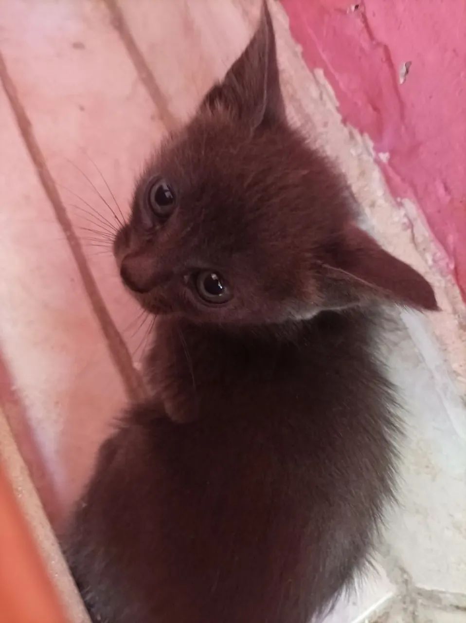 Doação de 2 Filhotes de Gatos - Foto 5