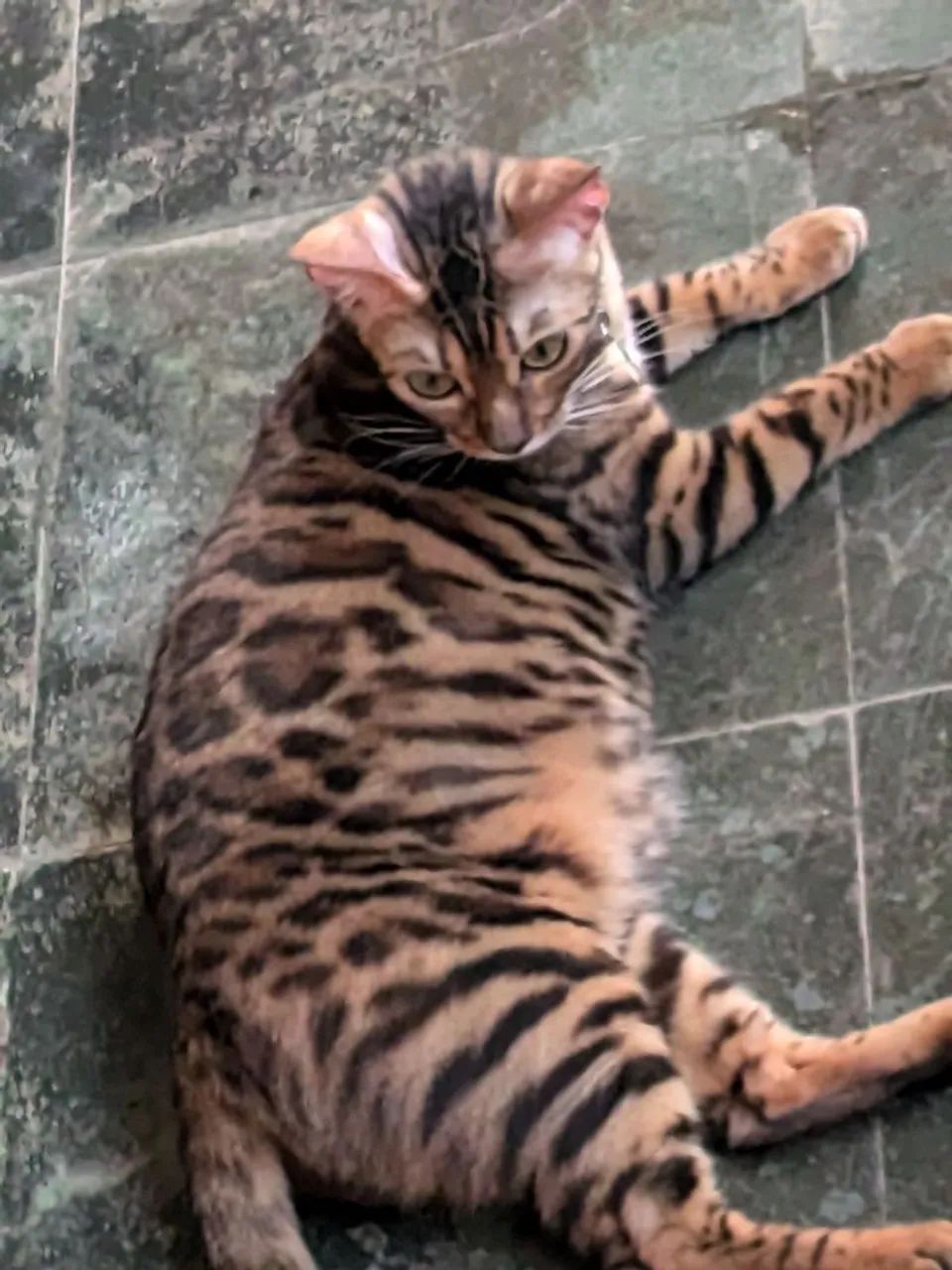 Gata bengal adulta acostumada na coleira  - Foto 5