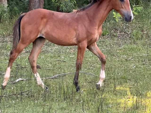 Potros Crioulo - Cavalo