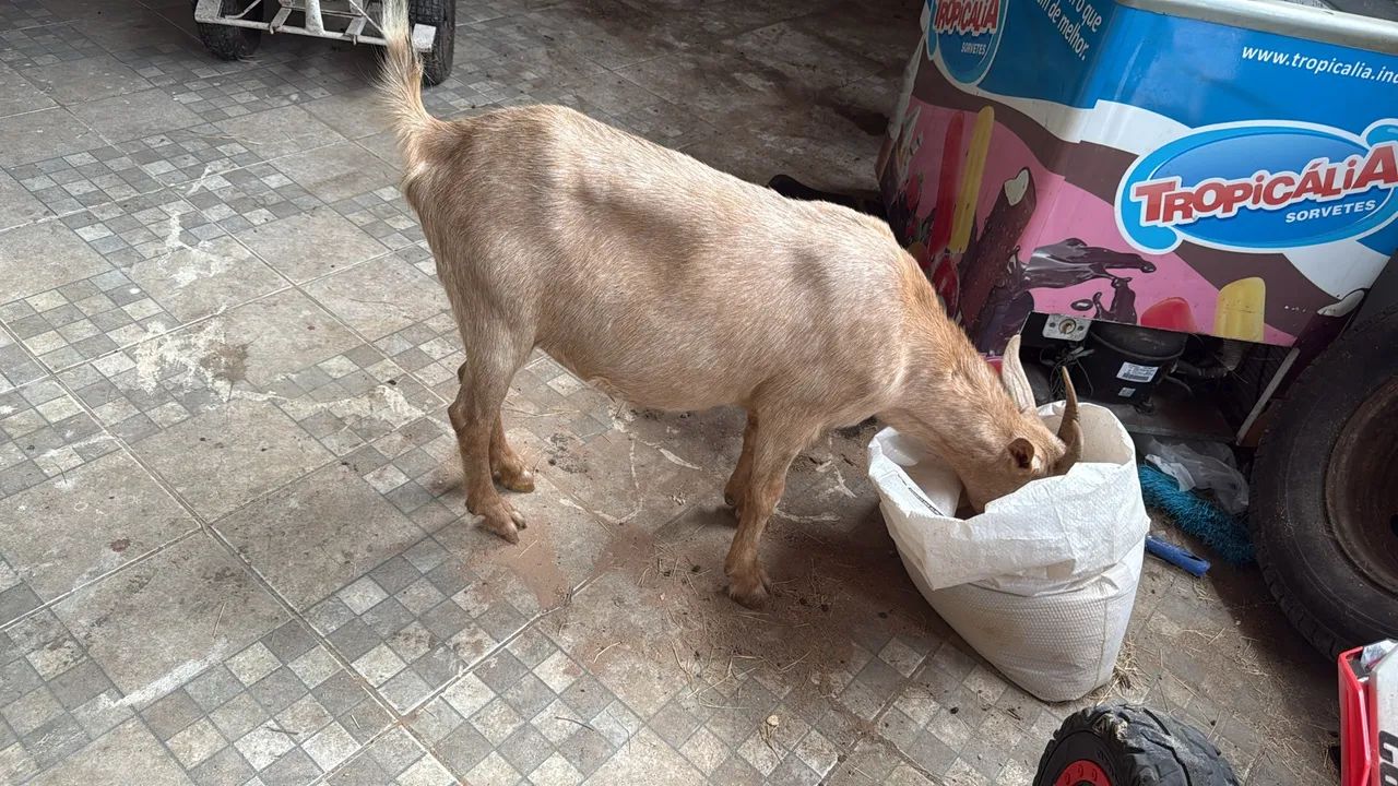 Cabra  - Foto 3