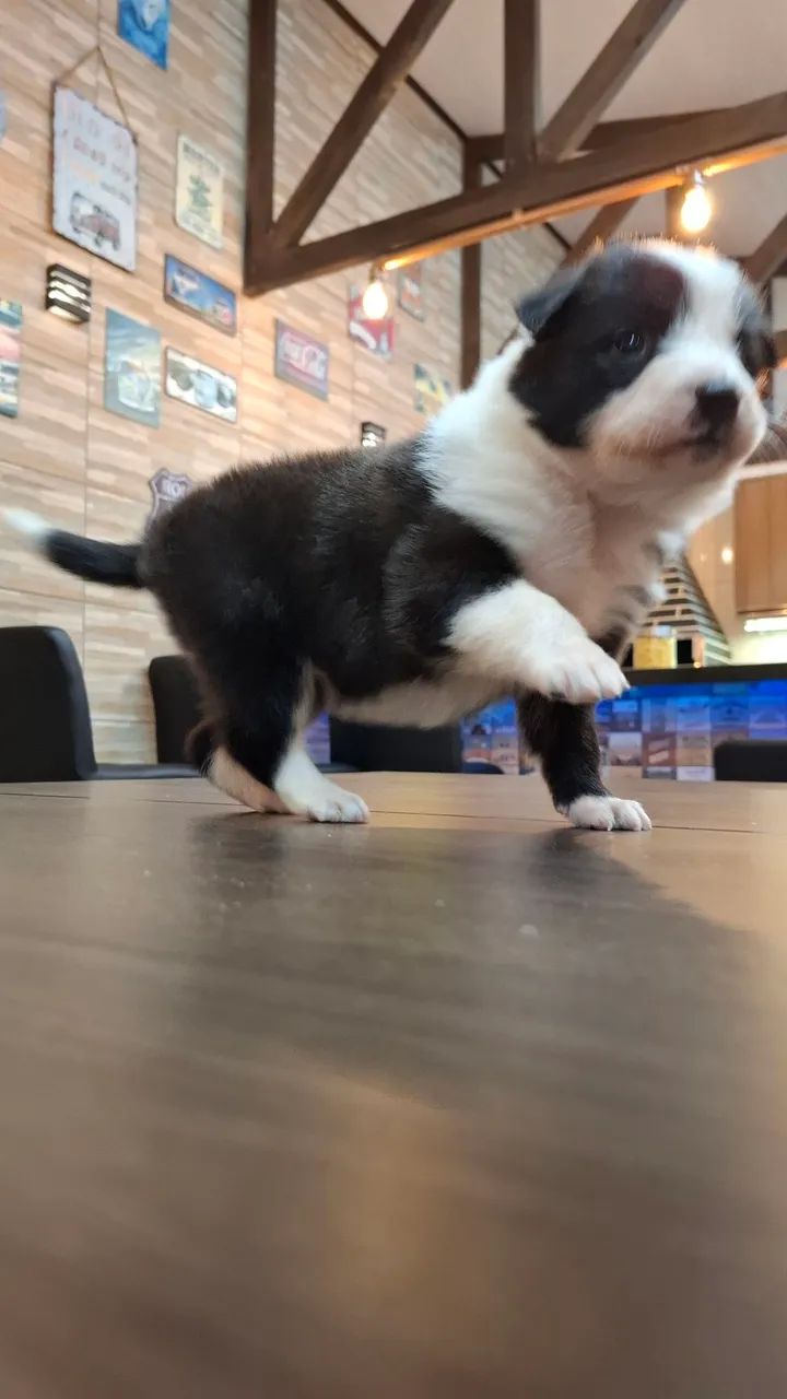 Filhotes de Border Collie  - Foto 5